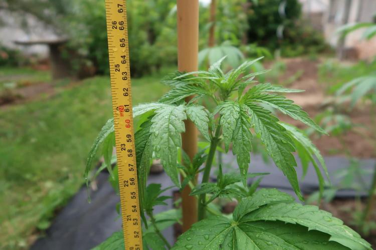 South Moravian outdoor garden 2026. Week 6 - Lemon Cherry Cookies Auto