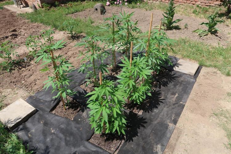 South Moravian outdoor garden 2026. Week 6