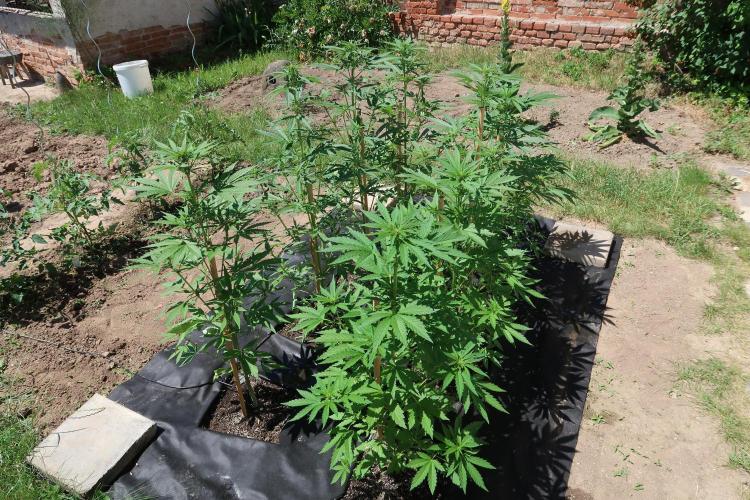 South Moravian outdoor garden 2026. Week 7
