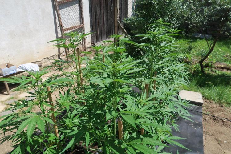 South Moravian outdoor garden 2026. Week 7