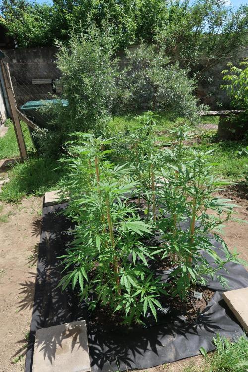 South Moravian outdoor garden 2026. Week 7
