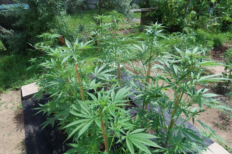 South Moravian outdoor garden 2026. Week 7