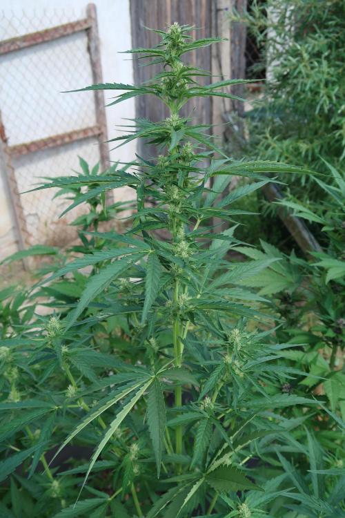 South Moravian outdoor garden 2026. Week 8