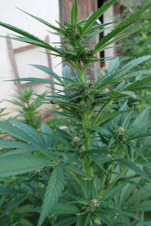 South Moravian outdoor garden 2026. Week 8
