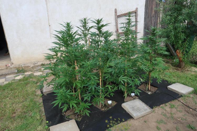 South Moravian outdoor garden 2026. Week 8