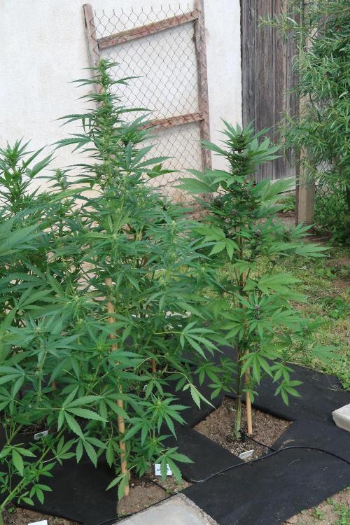 South Moravian outdoor garden 2026. Week 8