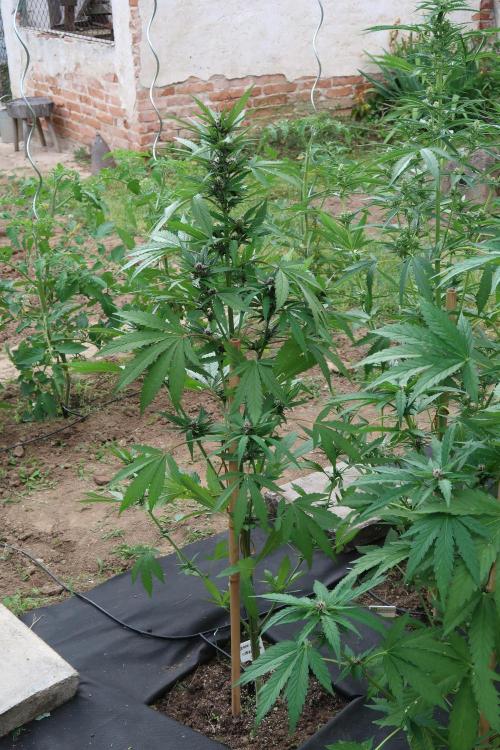 South Moravian outdoor garden 2026. Week 8