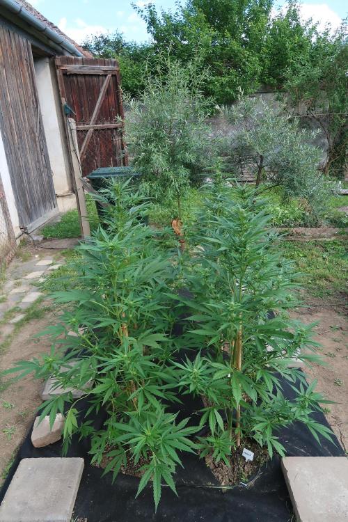 South Moravian outdoor garden 2026. Week 8