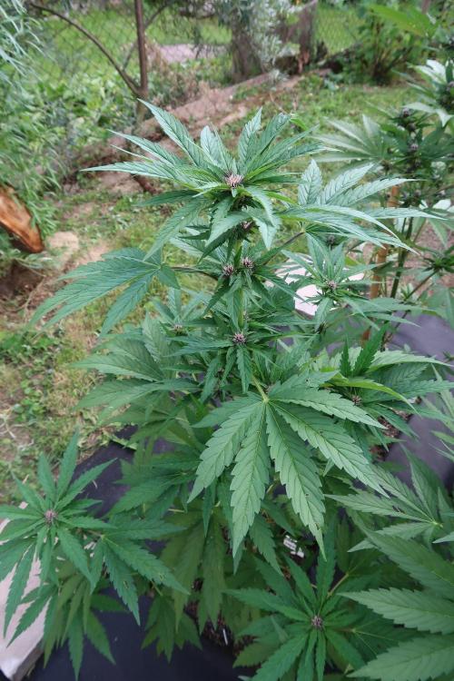 South Moravian outdoor garden 2026. Week 8