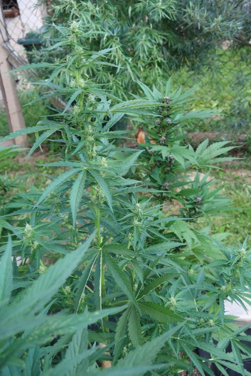South Moravian outdoor garden 2026. Week 8
