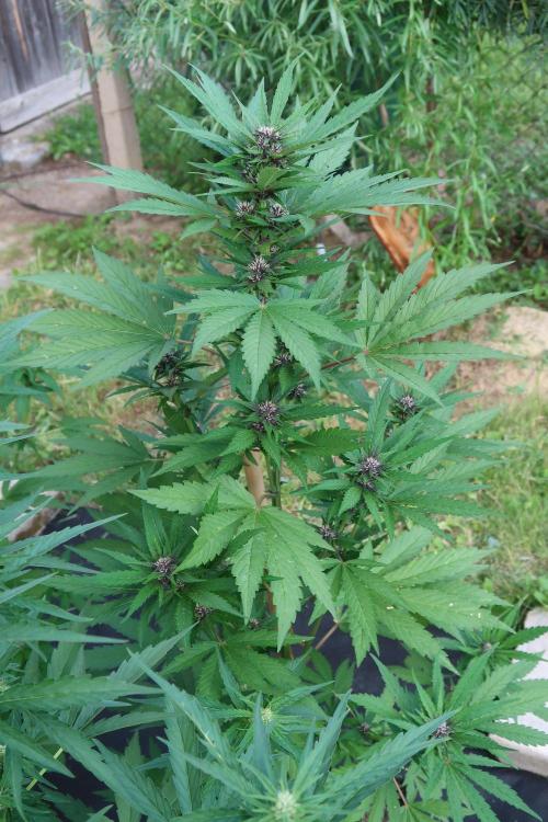 South Moravian outdoor garden 2026. Week 8