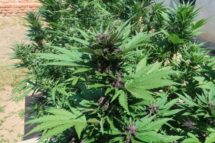 South Moravian outdoor garden 2026. Week 9