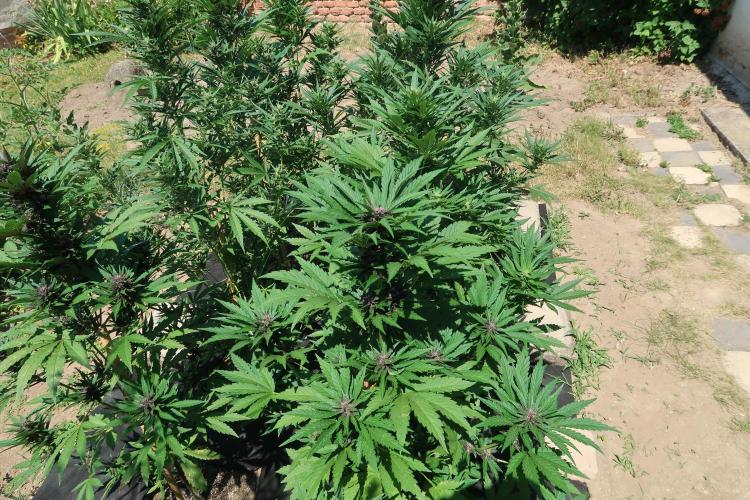 South Moravian outdoor garden 2026. Week 9
