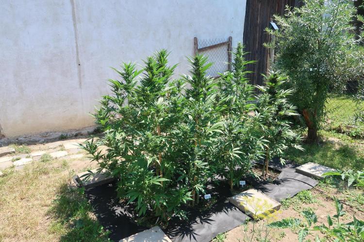 South Moravian outdoor garden 2026. Week 9