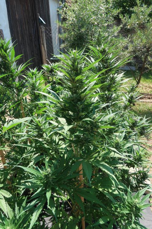 South Moravian outdoor garden 2026. Week 9