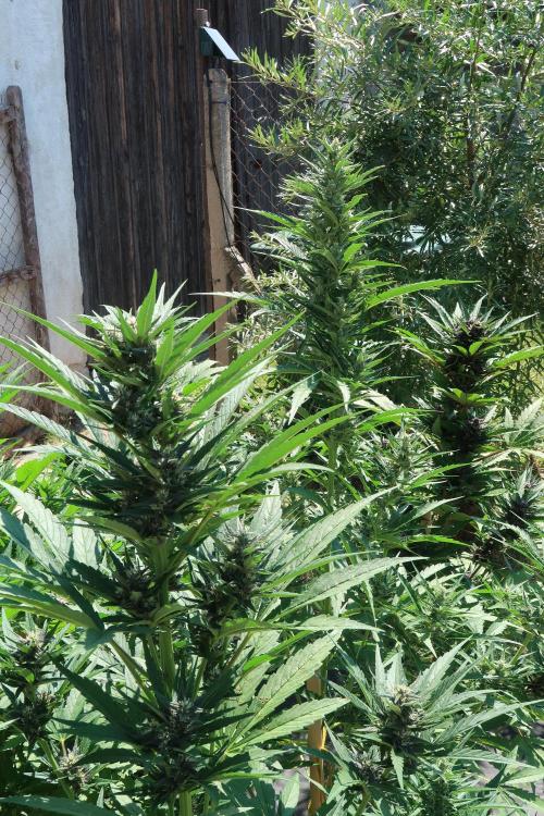 South Moravian outdoor garden 2026. Week 9