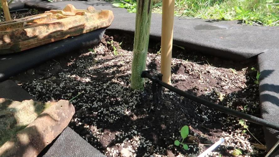 South Moravian outdoor garden 2026
