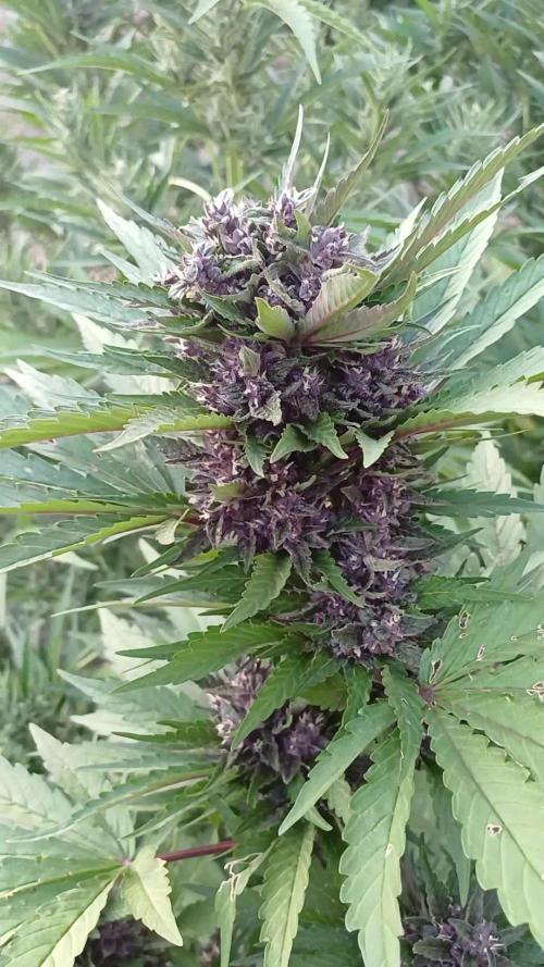 South Moravian outdoor garden 2026