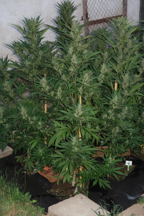 South Moravian outdoor garden 2026. Week 10