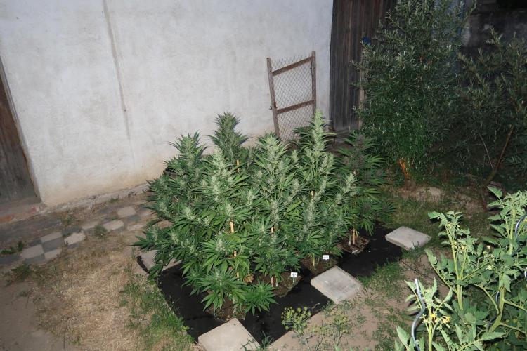 South Moravian outdoor garden 2026. Week 10