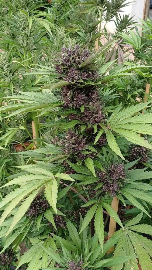South Moravian outdoor garden 2026