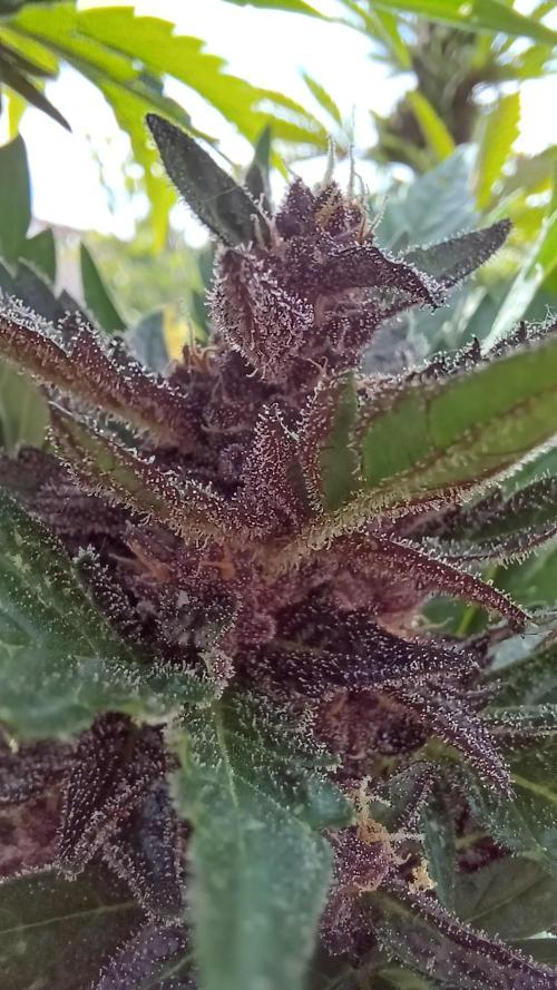 South Moravian outdoor garden 2026. Week 11 - Lemon Cherry Cookies nr.1