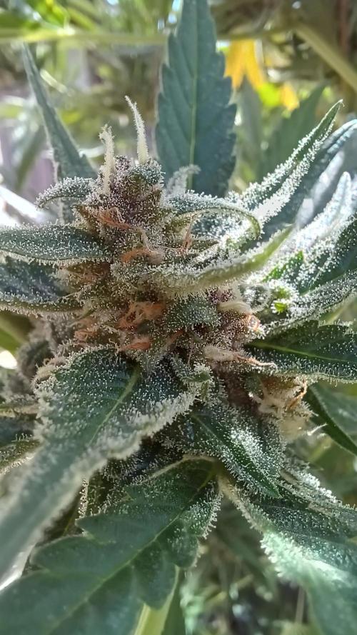 South Moravian outdoor garden 2026. Week 11 - Strawberry Gorilla nr.2