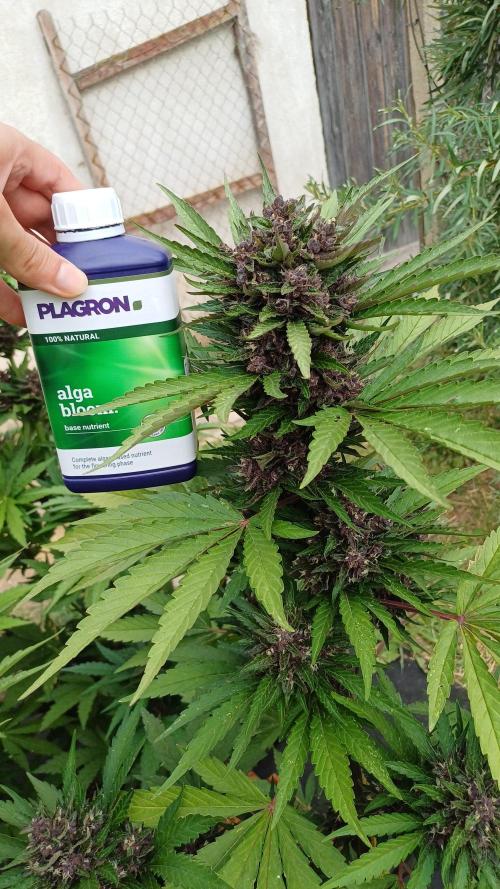 South Moravian outdoor garden 2026. Week 11 - Lemon Cherry Cookies nr.3