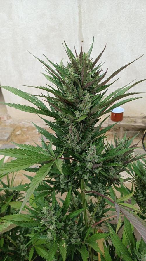 South Moravian outdoor garden 2026. Week 11 - Strawberry Gorilla nr.1