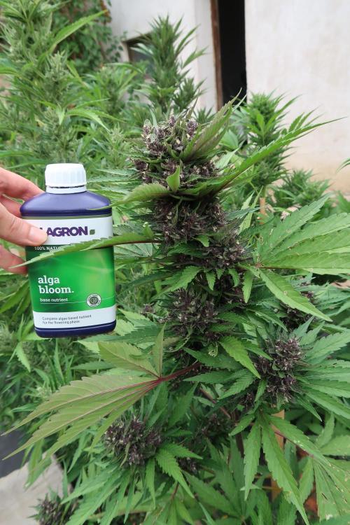 South Moravian outdoor garden 2026. Week 11 - Lemon Cherry Cookies nr.3