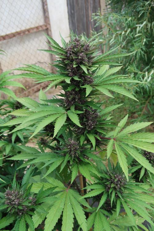 South Moravian outdoor garden 2026. Week 11 - Lemon Cherry Cookies nr.3