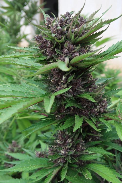 South Moravian outdoor garden 2026. Week 11 - Lemon Cherry Cookies nr.3