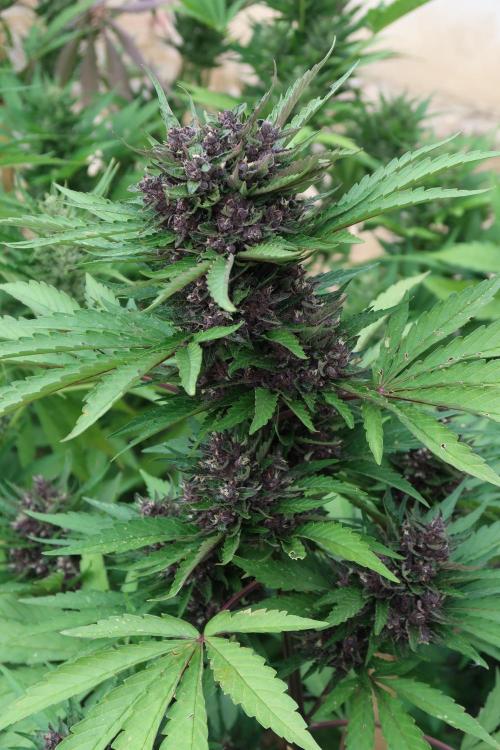 South Moravian outdoor garden 2026. Week 11 - Lemon Cherry Cookies nr.3