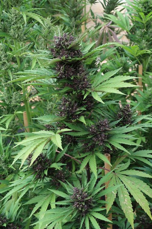 South Moravian outdoor garden 2026. Week 11 - Lemon Cherry Cookies nr.3