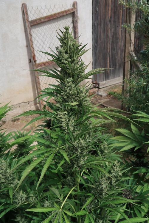 South Moravian outdoor garden 2026. Week 11 - Strawberry Gorilla nr.5