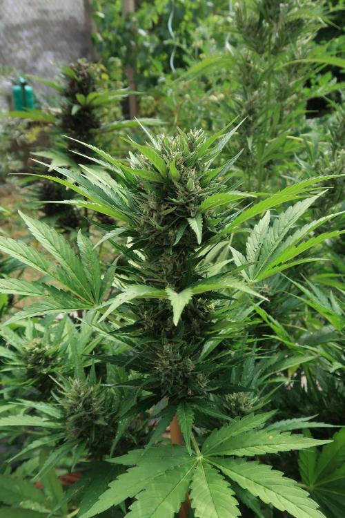 South Moravian outdoor garden 2026. Week 11 - Lemon Cherry Cookies nr.2 - green feno