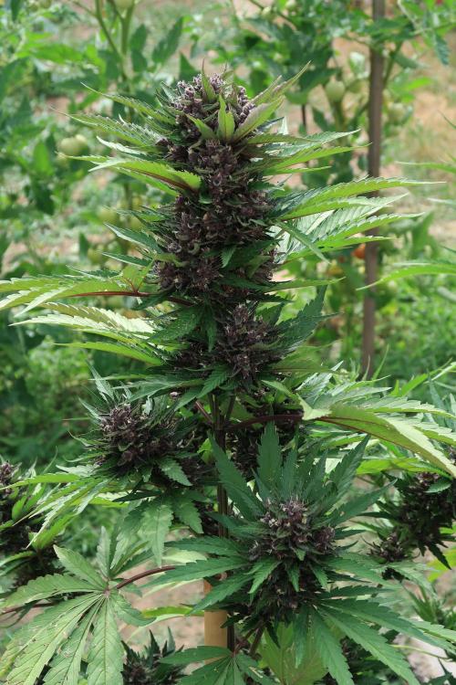 South Moravian outdoor garden 2026. Week 11 - Lemon Cherry Cookies nr.3