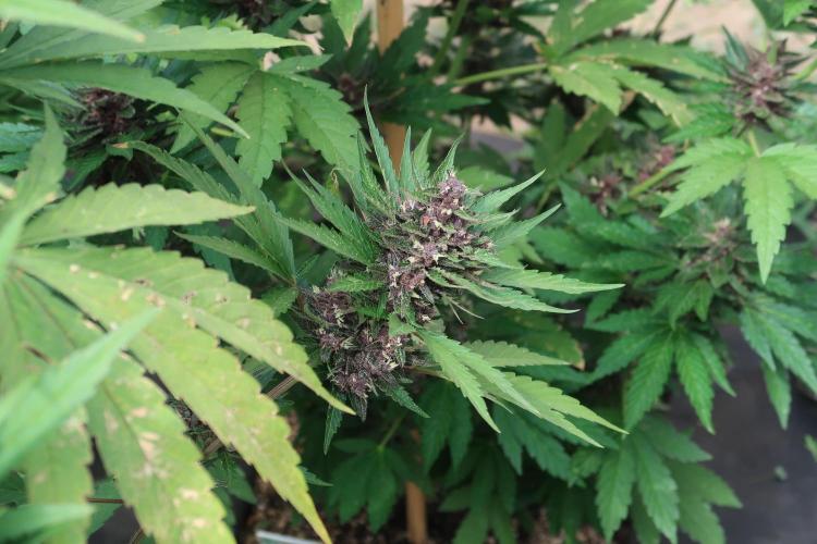 South Moravian outdoor garden 2026. Week 11 - Lemon Cherry Cookies nr.3
