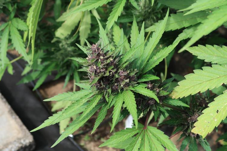 South Moravian outdoor garden 2026. Week 11 - Lemon Cherry Cookies nr.3