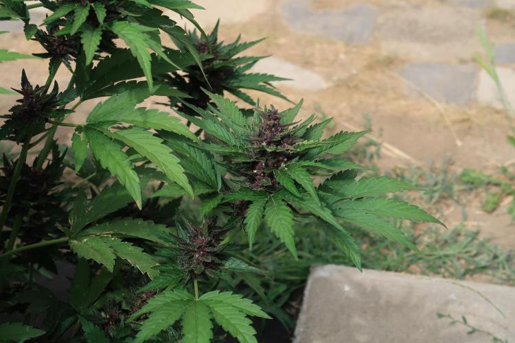 South Moravian outdoor garden 2026. Week 11 - Lemon Cherry Cookies nr.3