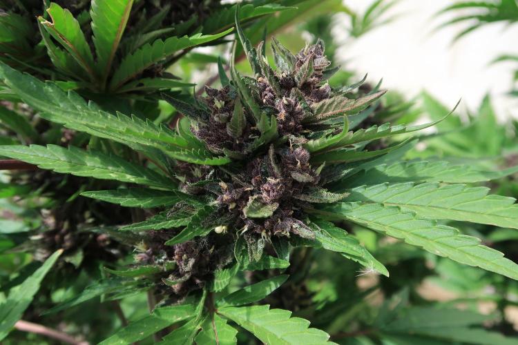 South Moravian outdoor garden 2026. Week 11 - Lemon Cherry Cookies nr.3
