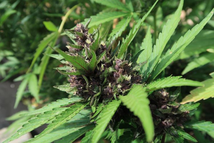 South Moravian outdoor garden 2026. Week 11 - Lemon Cherry Cookies nr.3