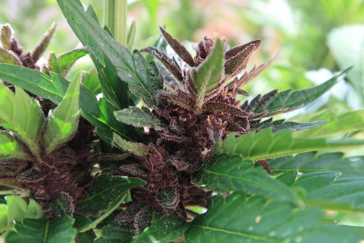 South Moravian outdoor garden 2026. Week 11 - Lemon Cherry Cookies nr1.