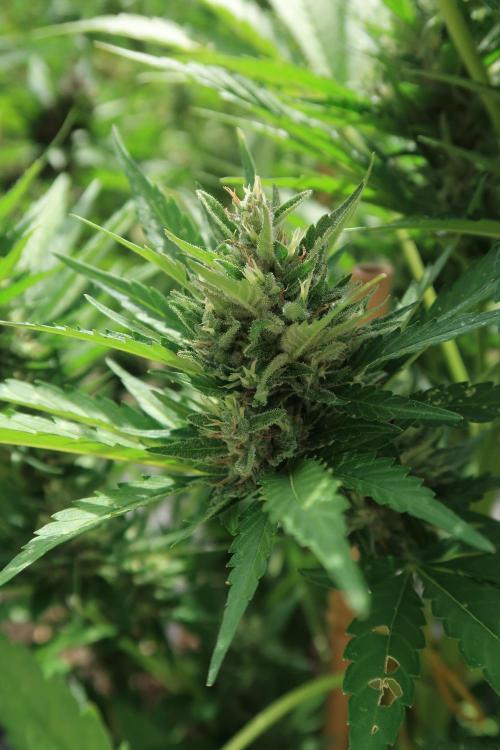 South Moravian outdoor garden 2026. Week 11 - Lemon Cherry Cookies nr.2 - green feno