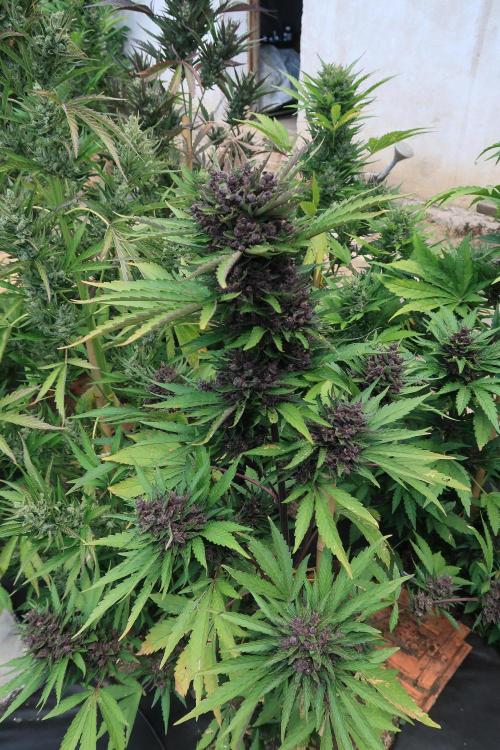 South Moravian outdoor garden 2026. Week 12 - Lemon Cherry Cookie nr.3