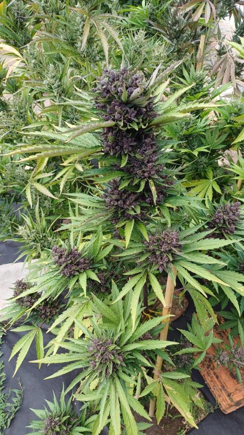 South Moravian outdoor garden 2026. Week 12 - Lemon Cherry Cookie nr.3