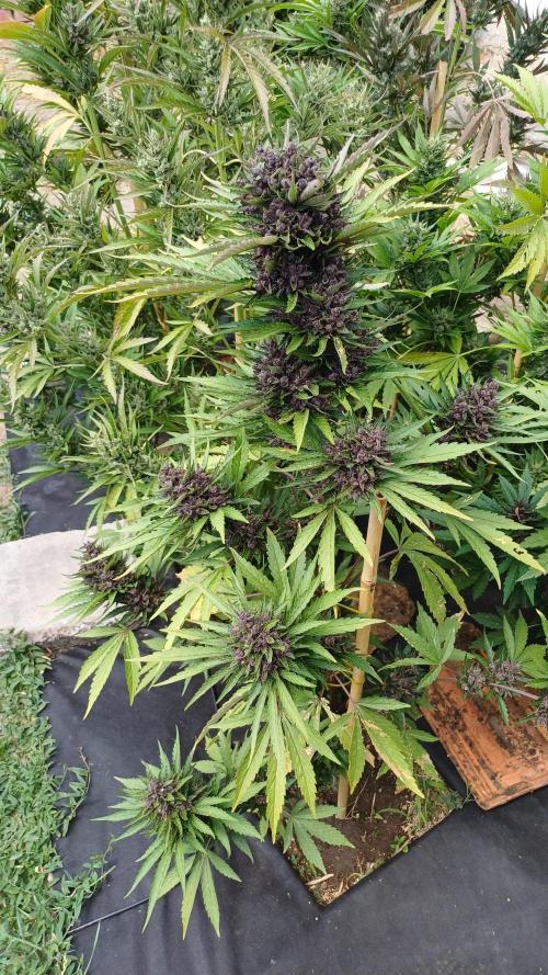 South Moravian outdoor garden 2026. Week 12 - Lemon Cherry Cookie nr.3