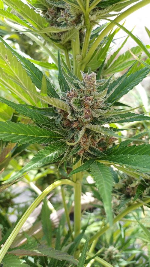 South Moravian outdoor garden 2026. Week 12 - Strawberry Gorilla nr.2