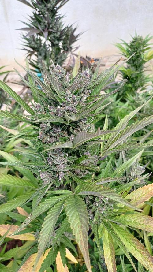 South Moravian outdoor garden 2026. Week 12 - Strawberry Gorilla nr.4