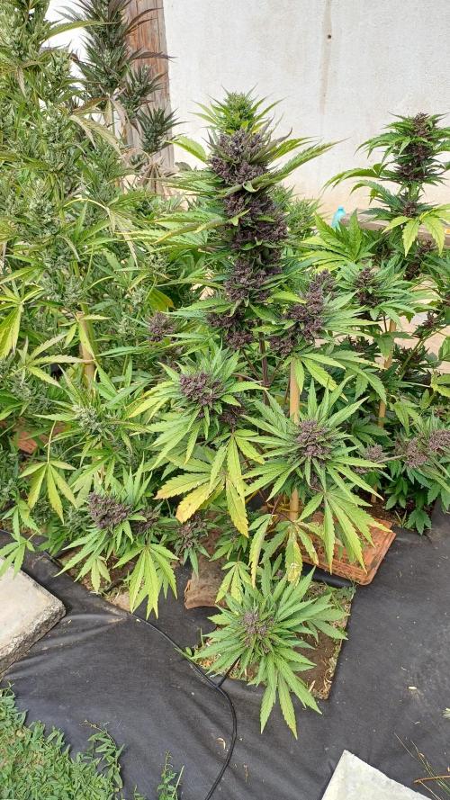 South Moravian outdoor garden 2026. Week 12 - Lemon Cherry Cookie nr.3